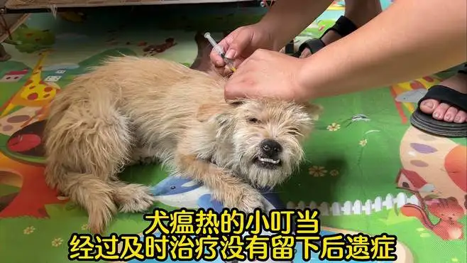 犬瘟热如何治疗(犬瘟热最好的治疗办法)