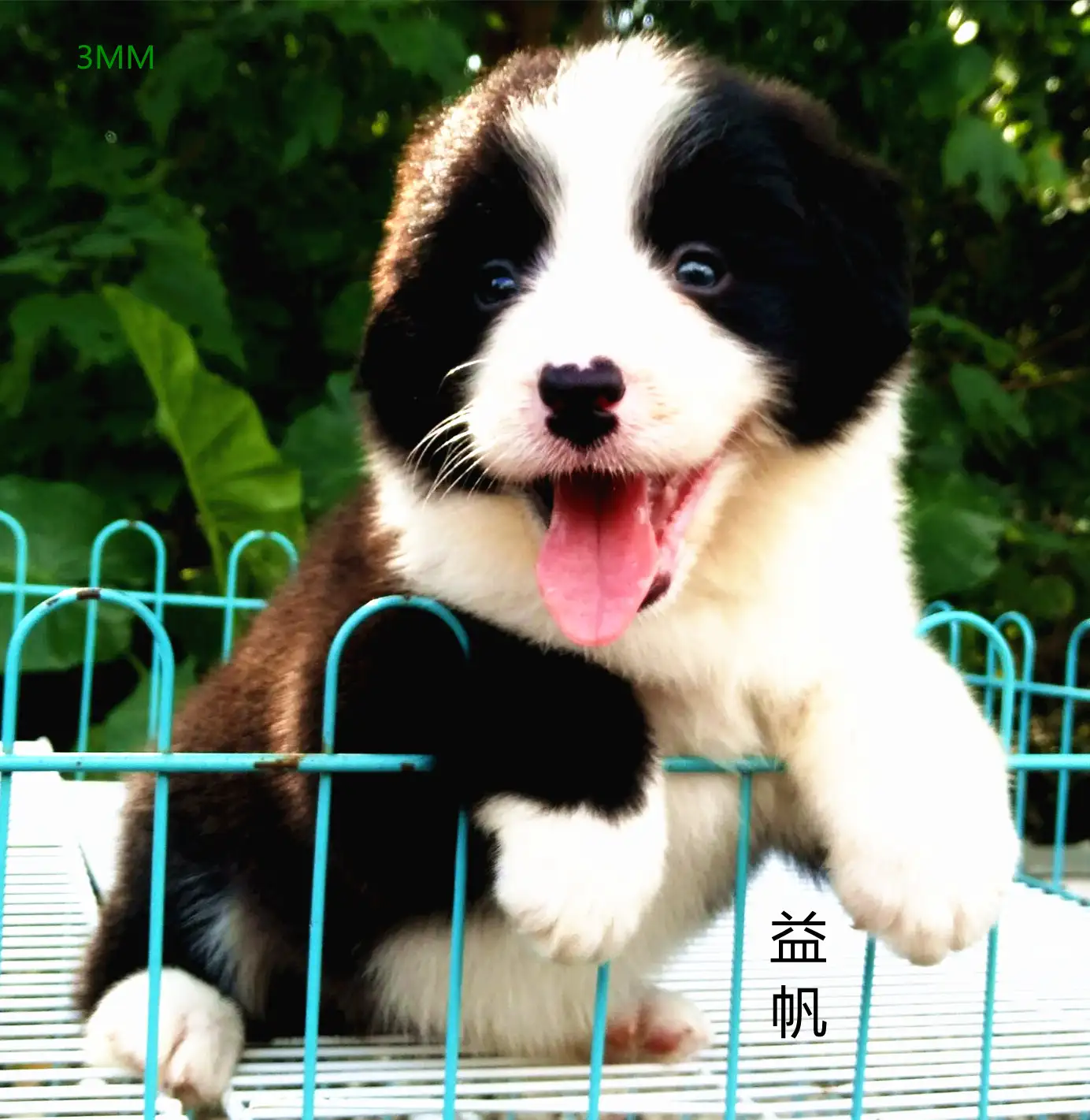 边牧犬多少钱一只幼崽(灰色边牧犬多少钱一只幼崽)