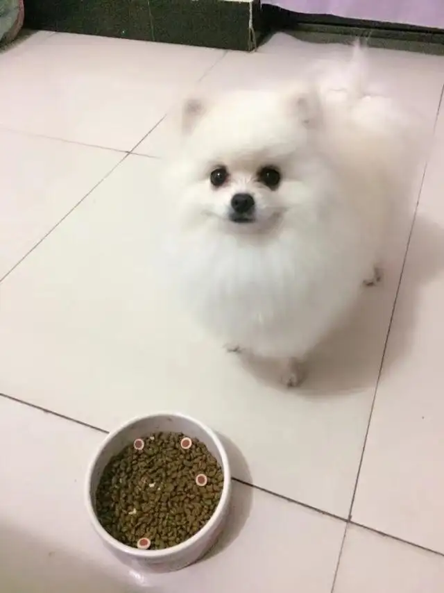 博美犬吃什么(博美犬吃什么食物最好)