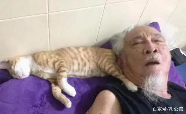 老人养的猫为什么都很乖(老人养的猫为什么都很乖呢)