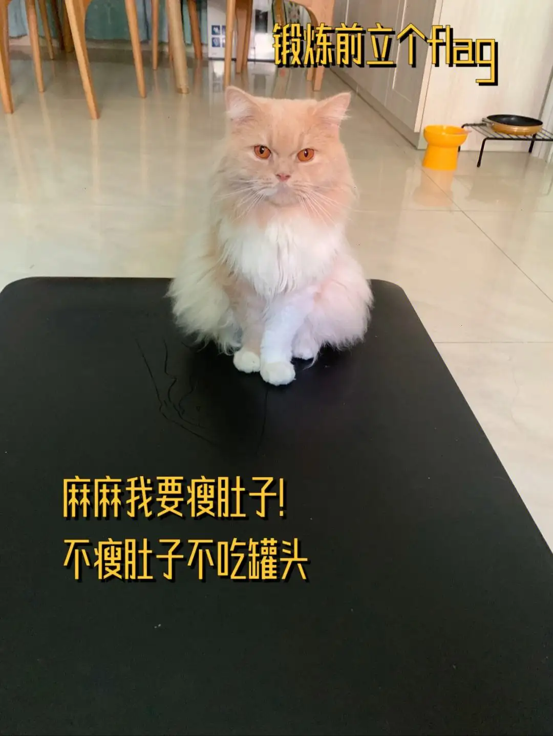 猫咪减肥(猫咪减肥图片搞笑)