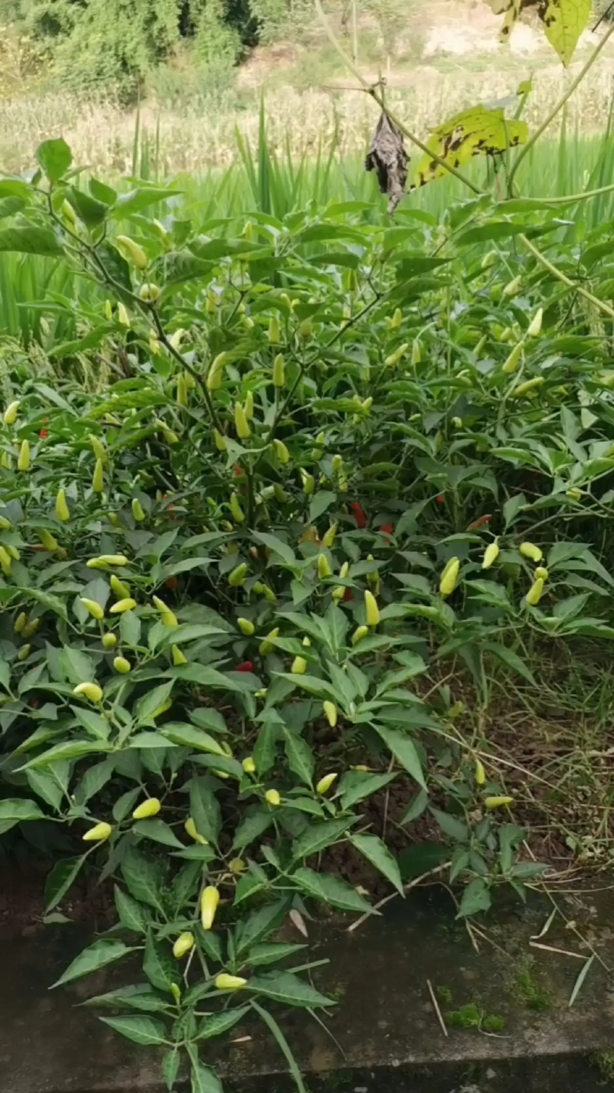 芒果草莓茄子丝瓜黄瓜2(10款成品短视频app下载安装)