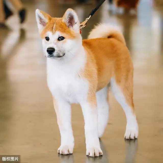 秋田犬好养吗(秋田犬好养吗?优缺点有哪些呢)