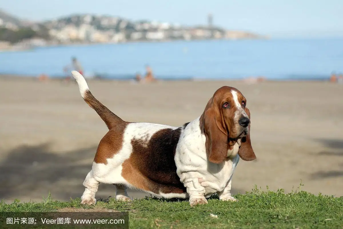 巴吉度犬(巴吉度犬图片大全)