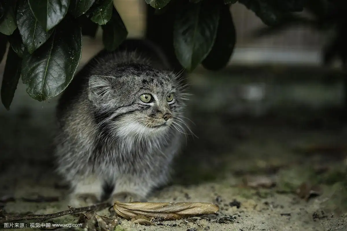 帕拉斯猫(帕拉斯猫多少钱一只)