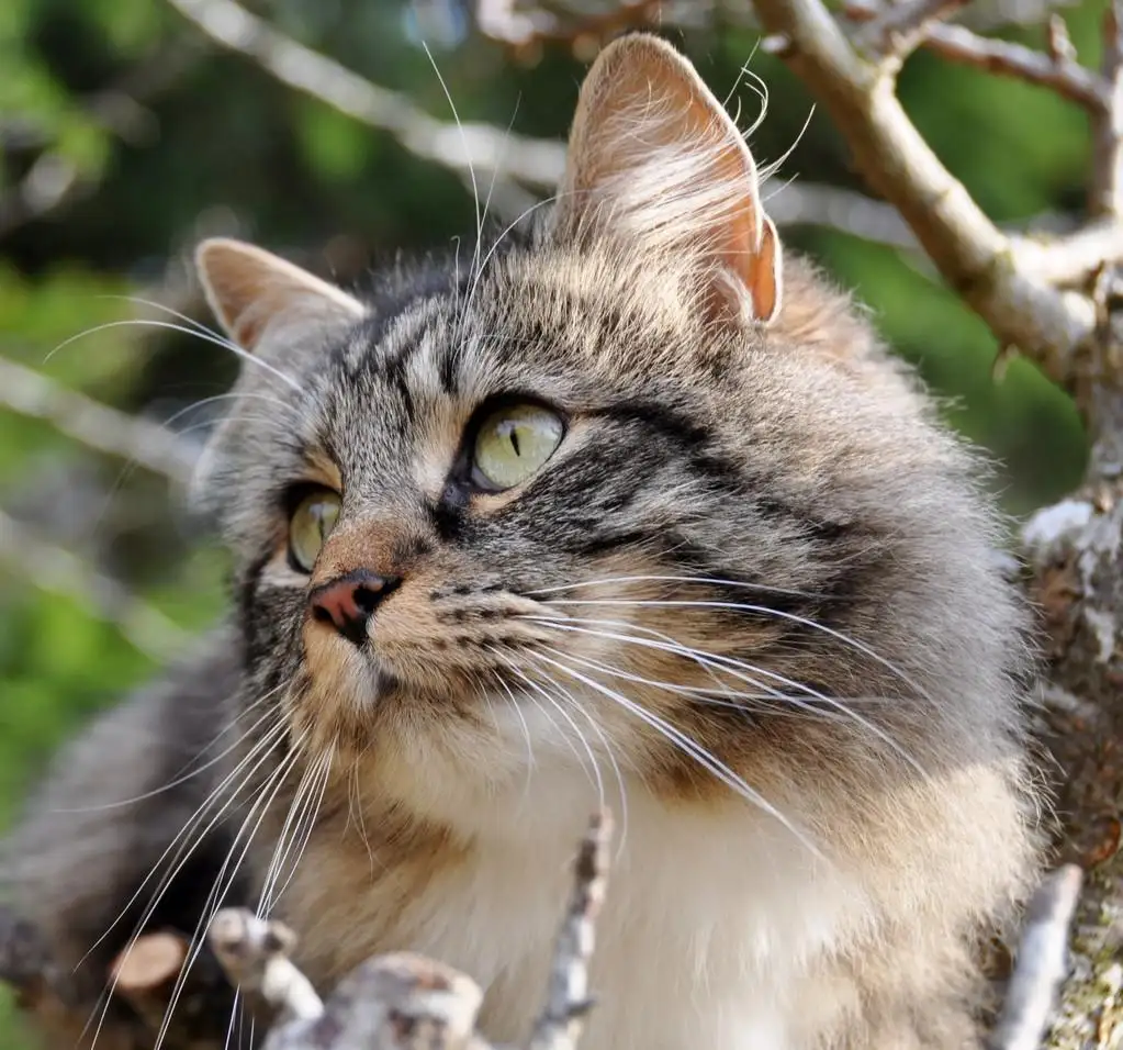 森林猫(森林猫和缅因猫的区别)