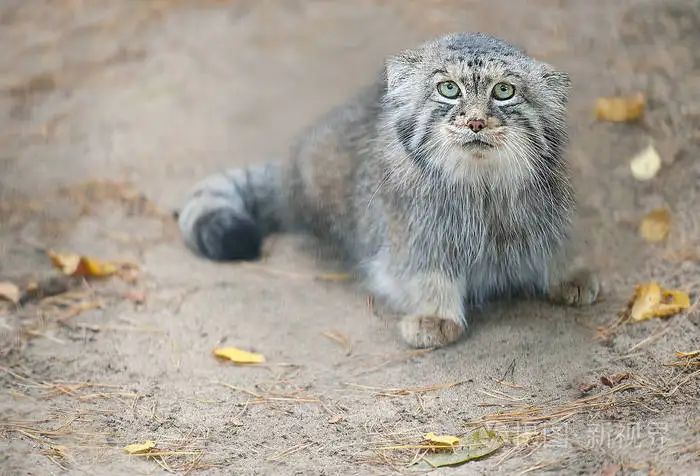 帕拉斯猫(帕拉斯猫多少钱一只)