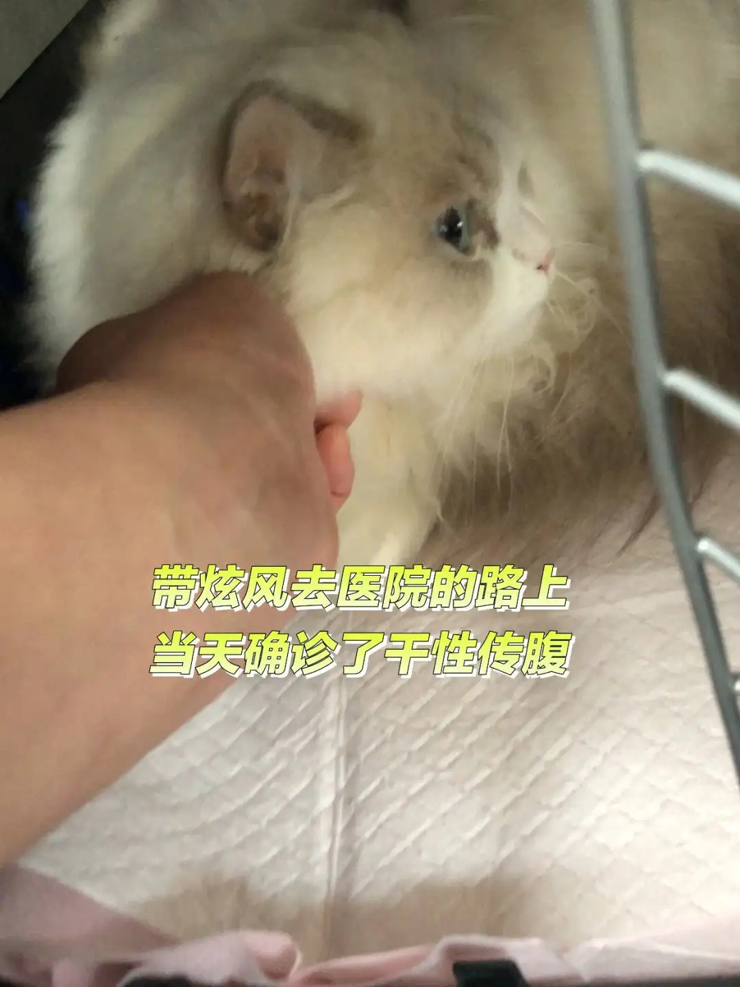 干性猫传腹的原因(干性猫传腹会自愈吗)