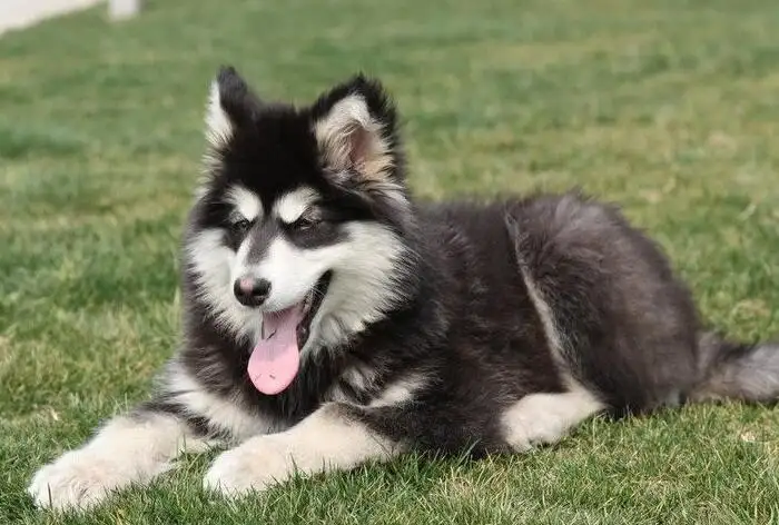 阿拉斯加幼犬多少钱一条(阿拉斯加犬多少钱一只幼崽纯种)