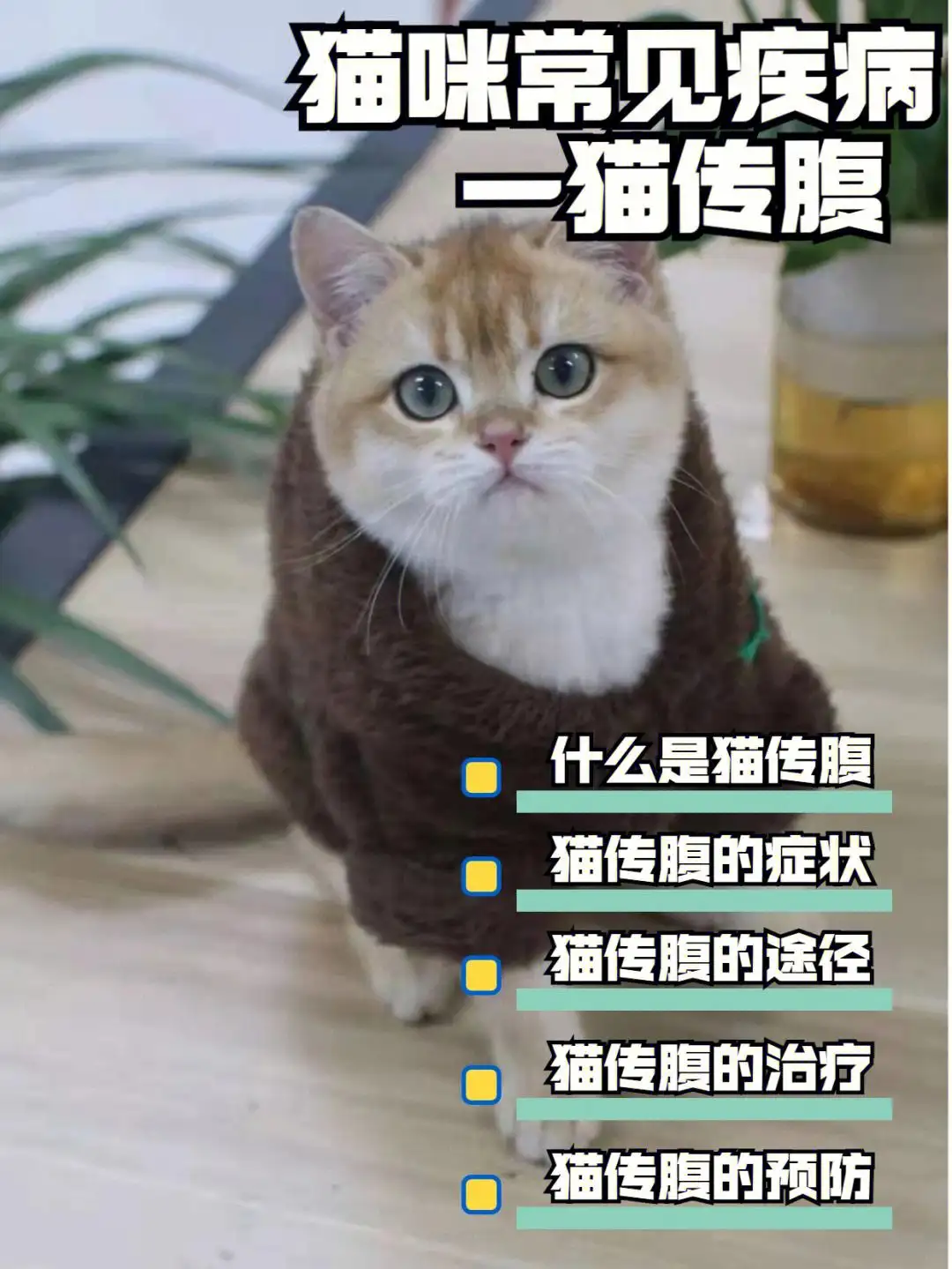 小猫传腹症状(小猫传腹是什么病)