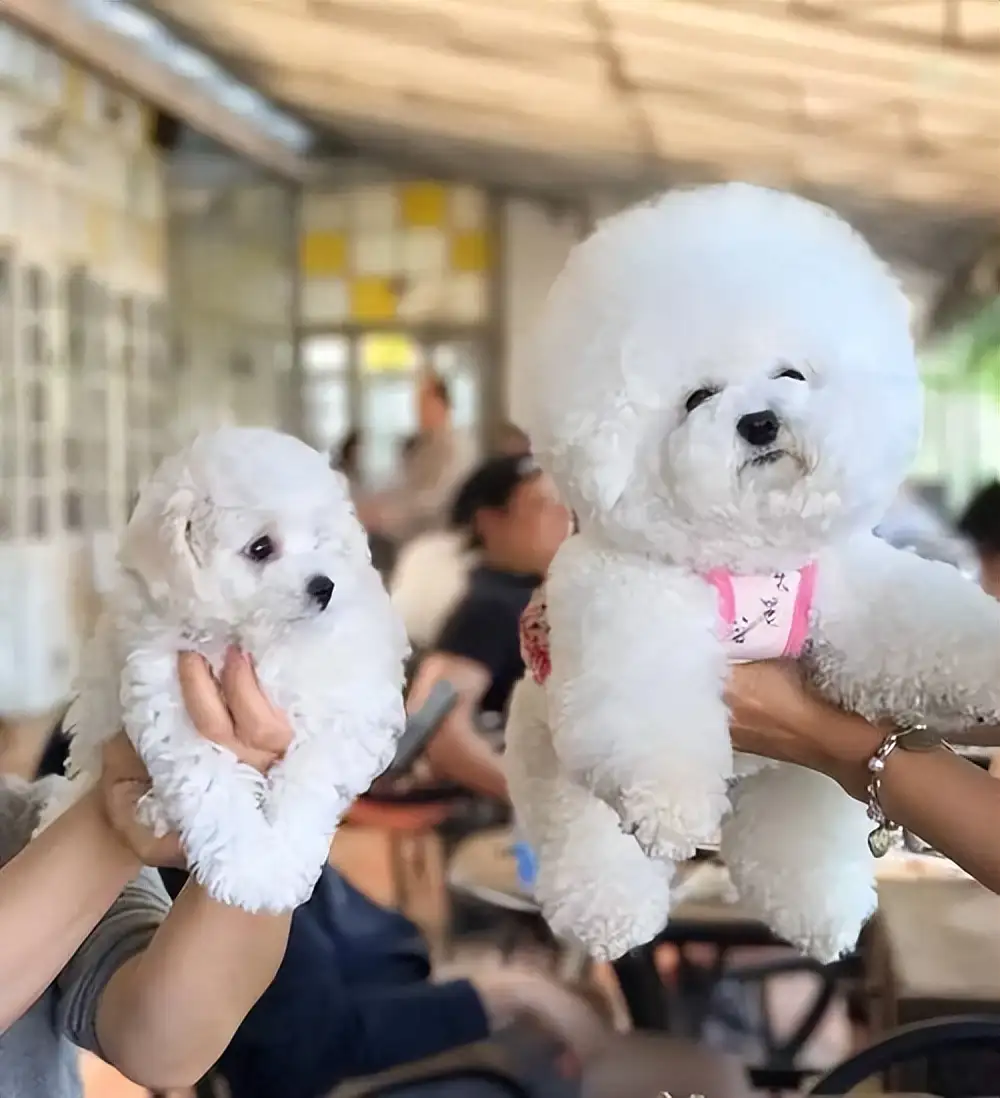 比熊和泰迪哪个寿命长(比熊和泰迪哪个寿命长一点)