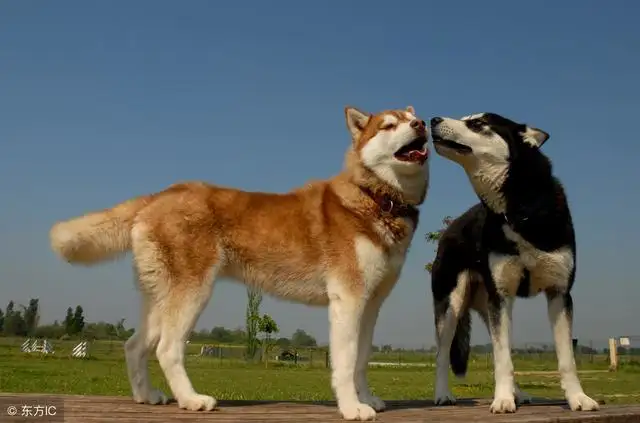 阿拉斯加犬和哈士奇哪个好养(阿拉斯加犬和哈士奇哪个好养些)