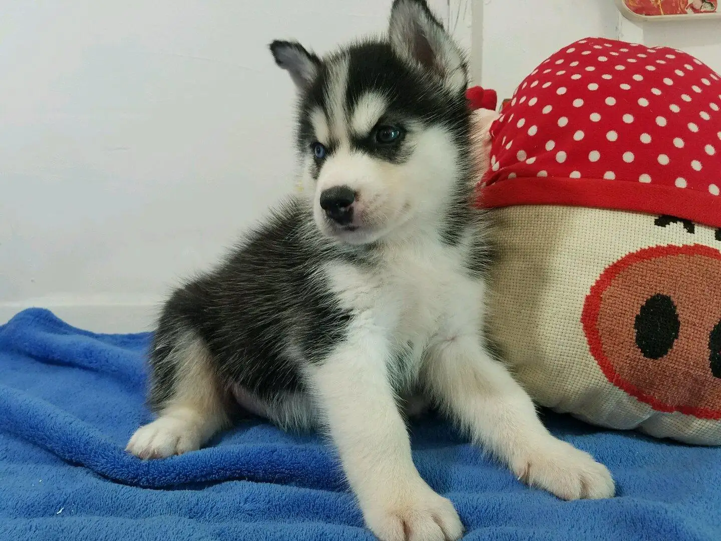 哈士奇幼犬饲养(哈士奇幼犬饲养标准)