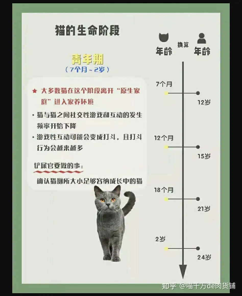 猫寿命一般多久(猫寿命一般有多长)