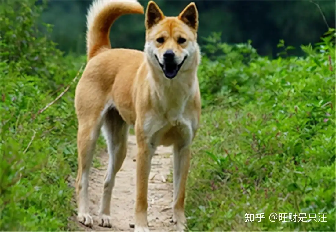 五种中华田园犬(中华田园犬分为几种)