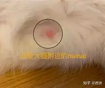 猫咪八个月可以怀孕吗(猫咪八个月了可以绝育吗)