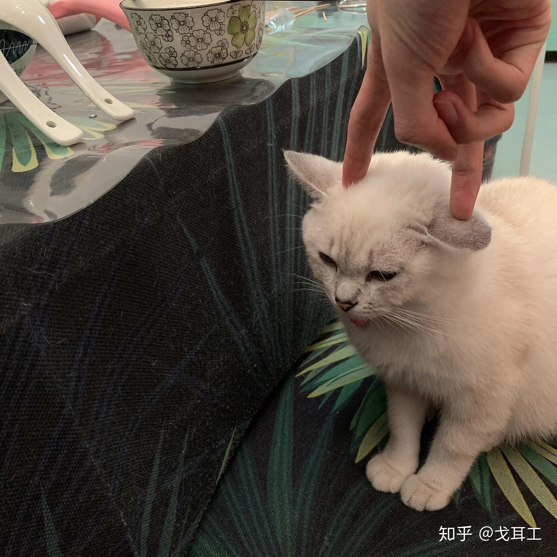 讨厌猫的男人很危险(讨厌猫的男人很危险的句子)