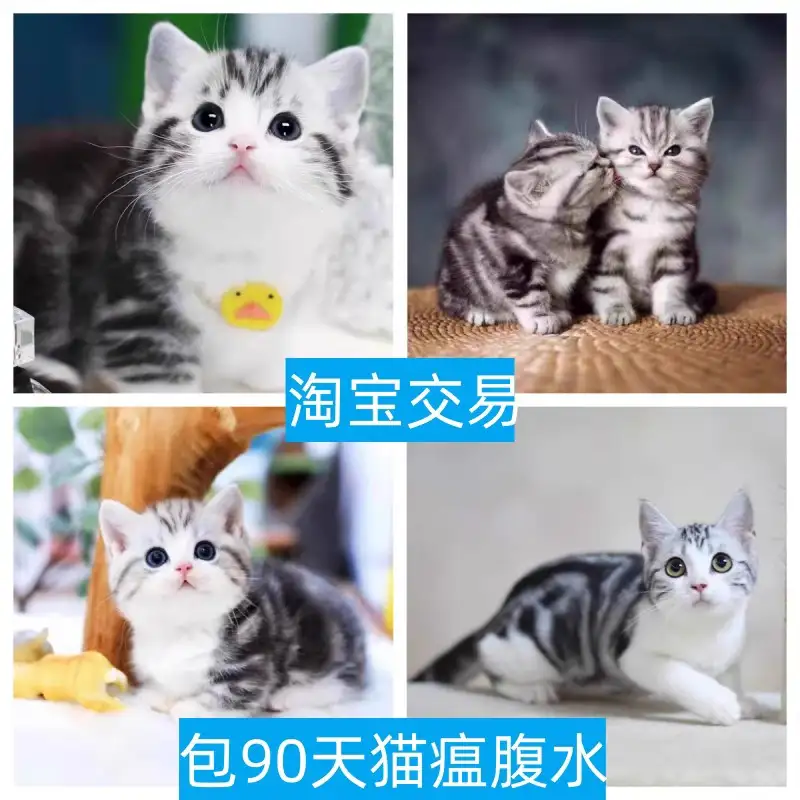 啊猫咪猫咪猫咪(猫咪猫咪猫咪喵喵喵)