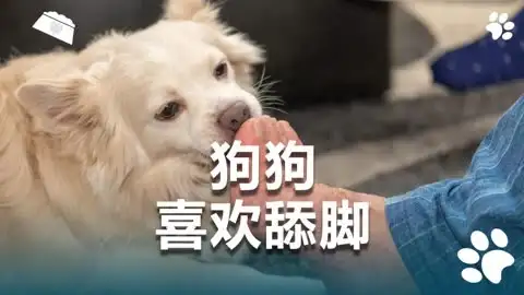 包含小狗喜欢舔主人脚是因为什么原因的词条