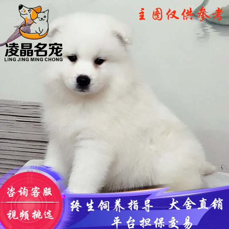 大萨摩耶犬价格(大萨摩耶犬价格多少)