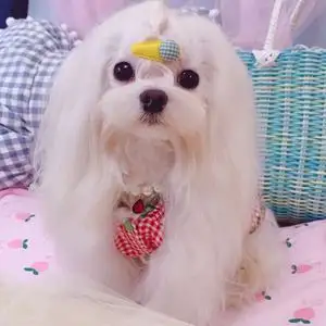 超小体马尔济斯犬(超小体马尔济斯犬价格)