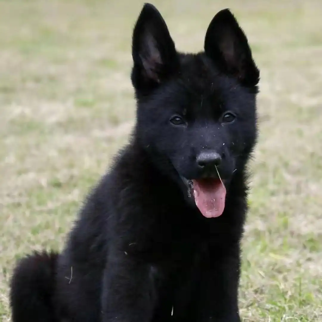 东德牧羊犬多少钱一只(东德牧羊犬多少钱一只幼犬视频)