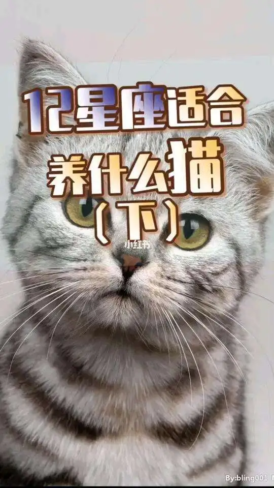 12星座适合养什么猫(12星座适合养什么宠物猫?)