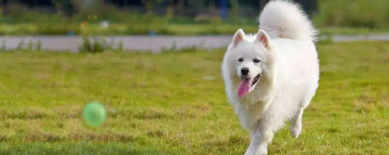 武汉萨摩耶犬不能养吗(武汉萨摩耶犬多少钱一只)