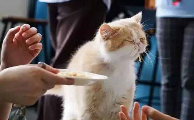 猫咪不能闻什么味道(猫咪不能闻什么味道的东西)