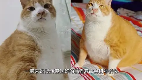 猫寿命一般多久(猫寿命一般有多长)