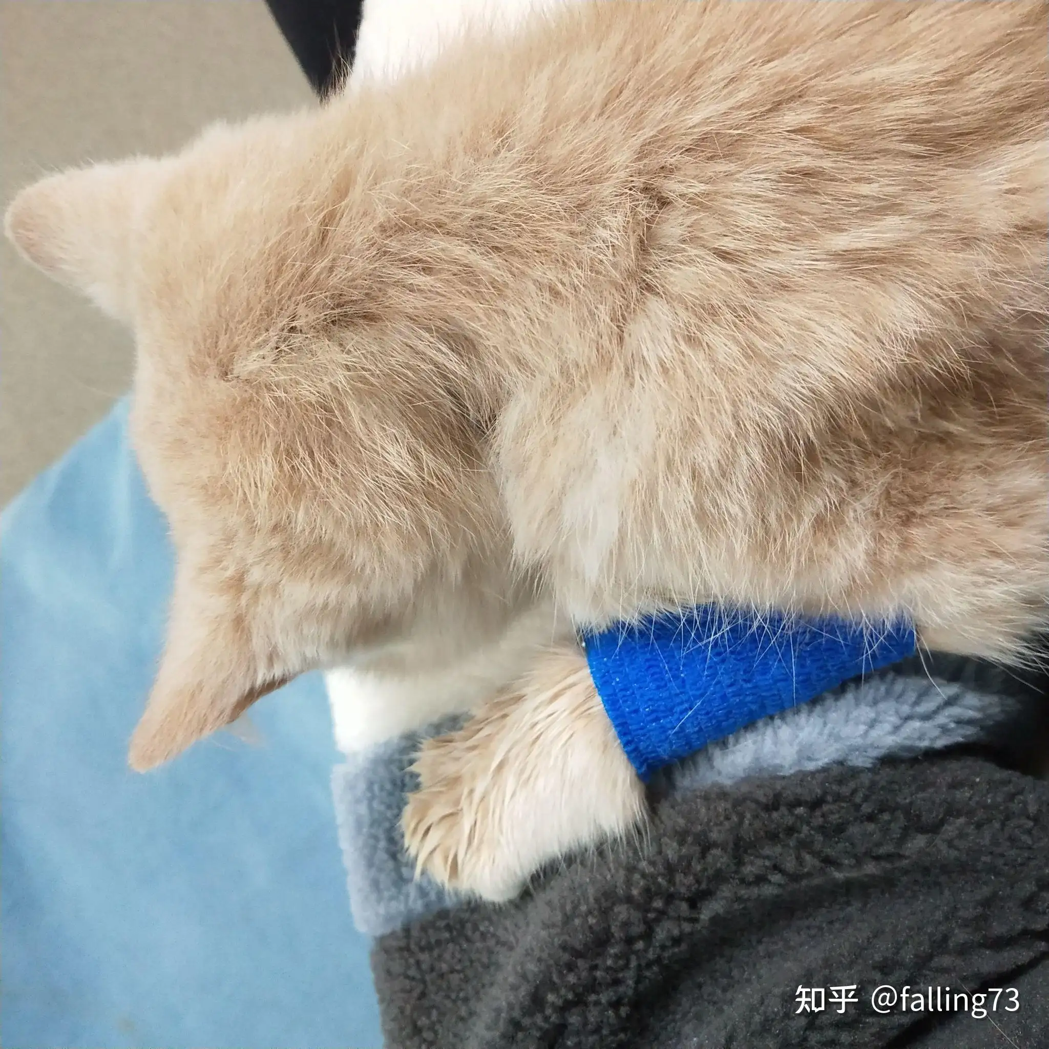 猫传腹死了(猫传腹死了隔天领新猫可以吗)