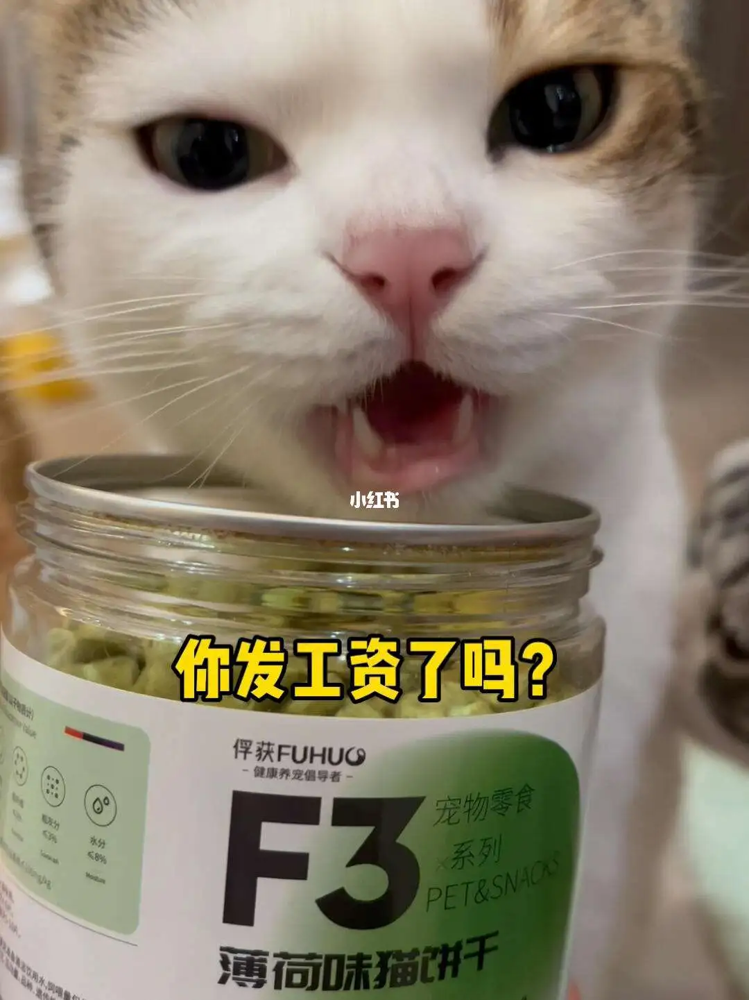 猫多大能吃猫薄荷(猫多大了可以吃猫薄荷)