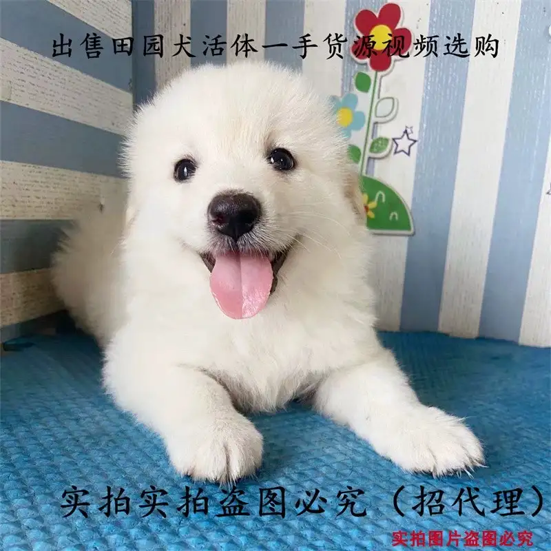 萨摩耶小型犬(萨摩耶小型犬是什么狗)