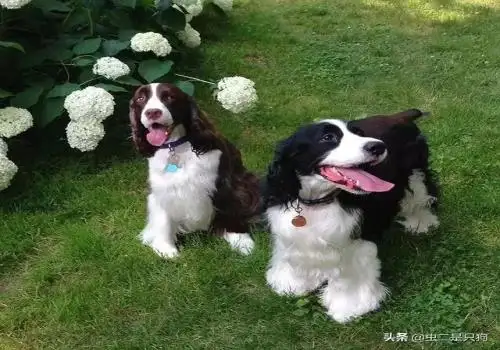 中型犬排名(中型犬排名前10名图片)