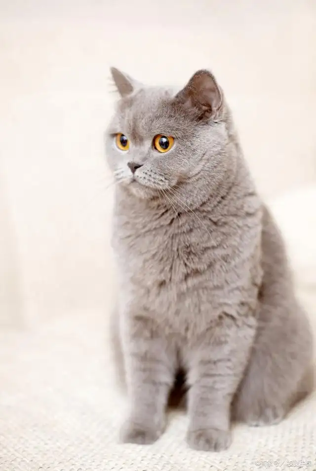 比较温顺的猫咪品种(比较温顺的猫咪品种有哪些)
