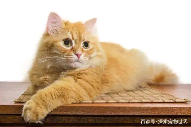 小猫寿命有多长(小猫寿命有多长?)