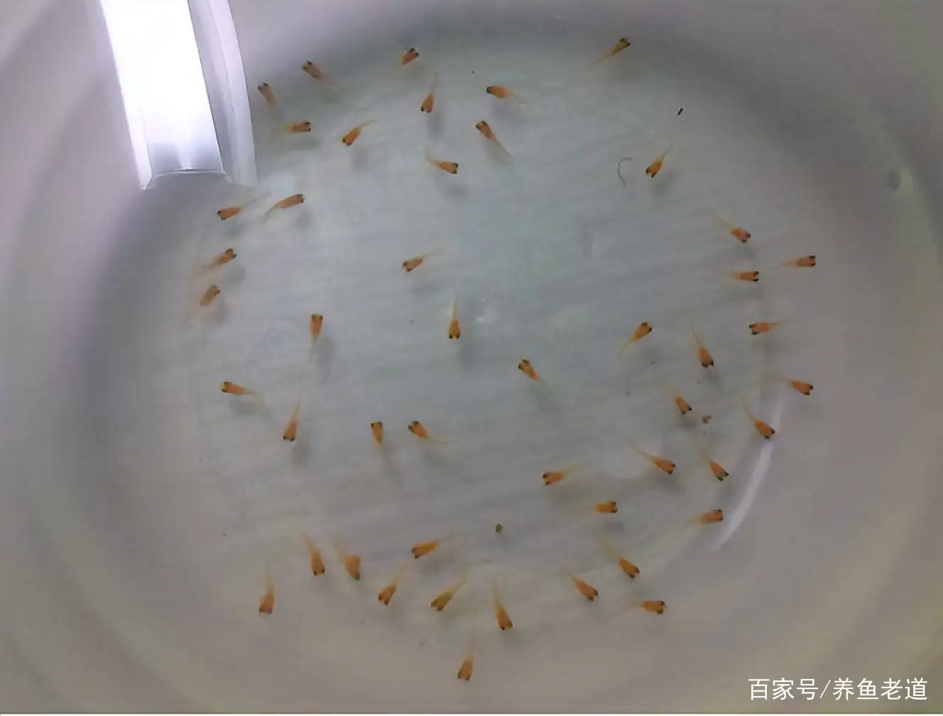 刚出生的小孔雀鱼怎么养不死(手把手教你刚出生的小孔雀鱼怎么养)