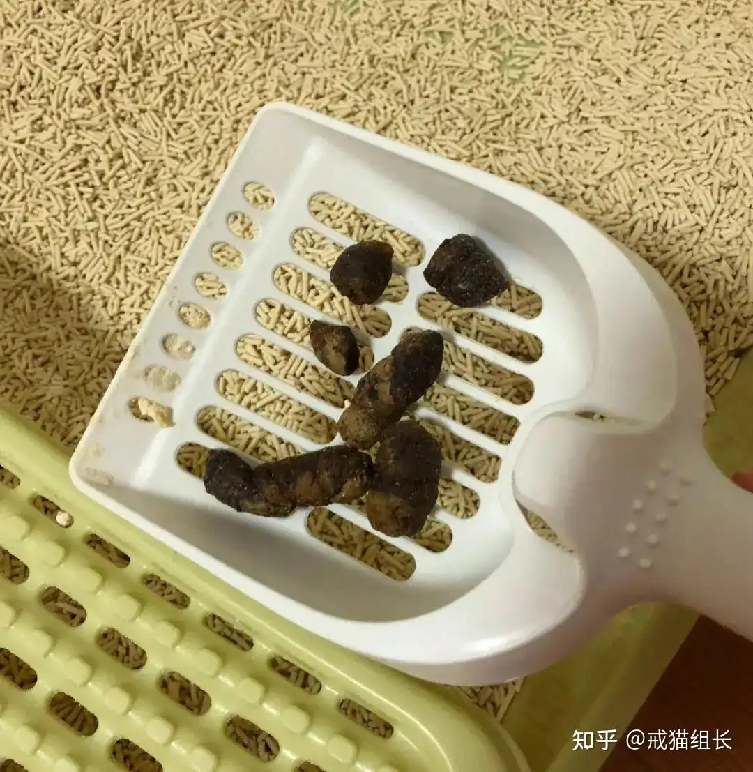 一个月的小猫便秘怎么办(一个月大的小猫咪便秘怎么办)