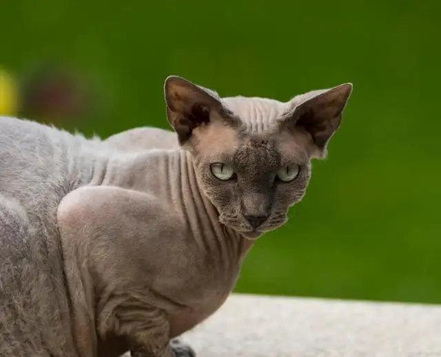 没有毛的猫叫什么品种价格(没有毛的猫叫什么品种多少钱)