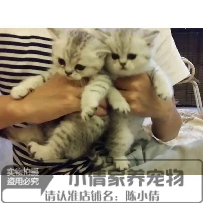 苏格兰折耳猫小说下载(苏格兰折耳猫小说哪部好看)