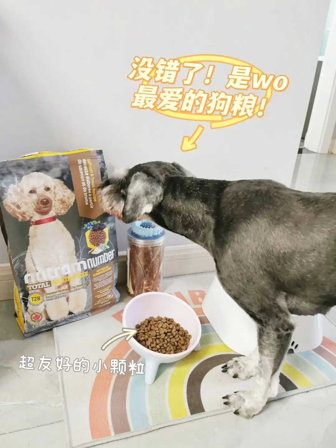 雪纳瑞幼犬吃什么狗粮好(雪纳瑞幼犬一天吃多少狗粮)