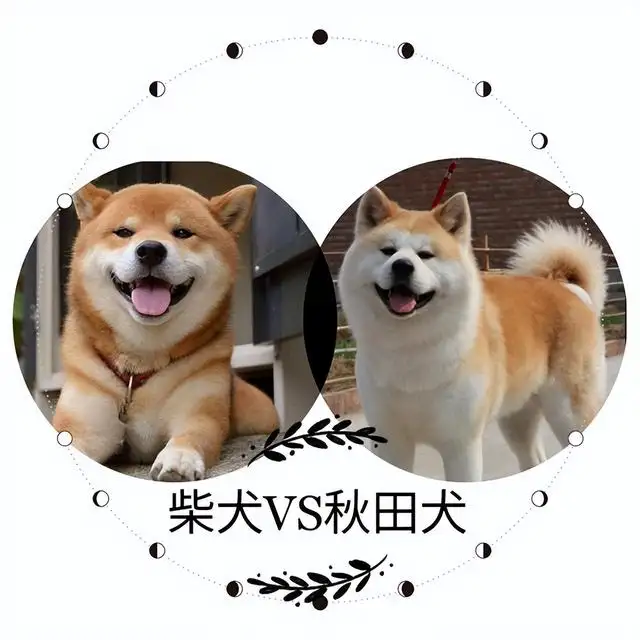 秋田柴犬选区别(秋田柴犬哪个更贵)