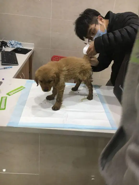 幼狗得了细小能活多久(狗狗幼犬得细小能治好吗)