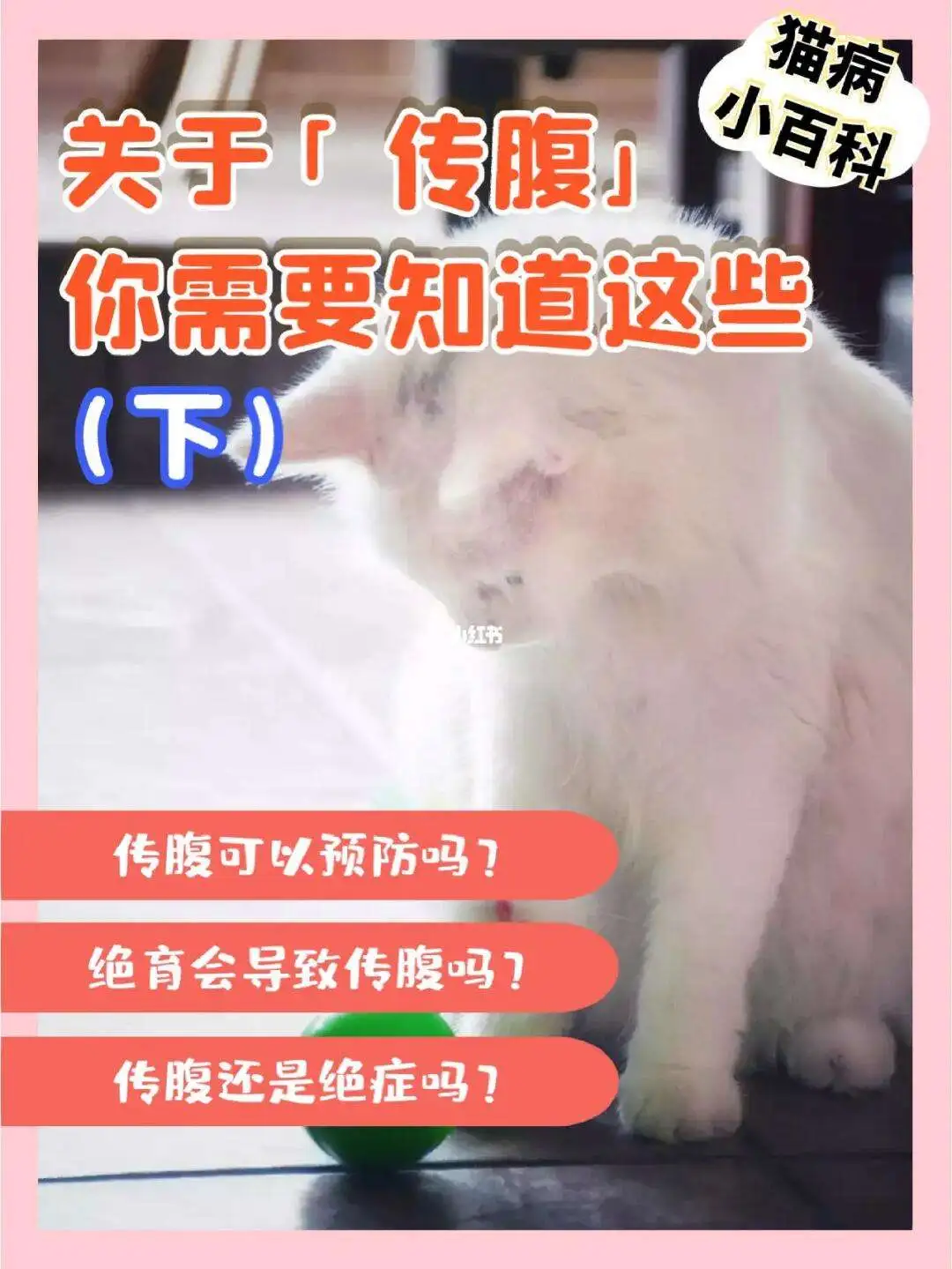 猫应激会得猫传腹吗(猫应激反应会得猫传腹吗)