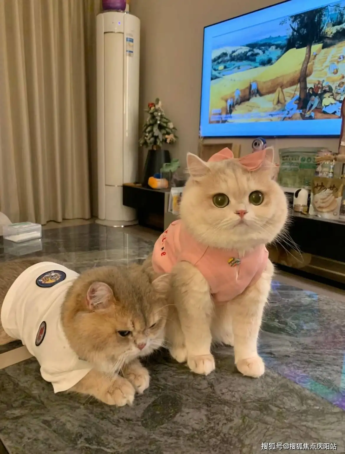 蓝金猫咪是什么品种(蓝金猫咪是什么品种的)