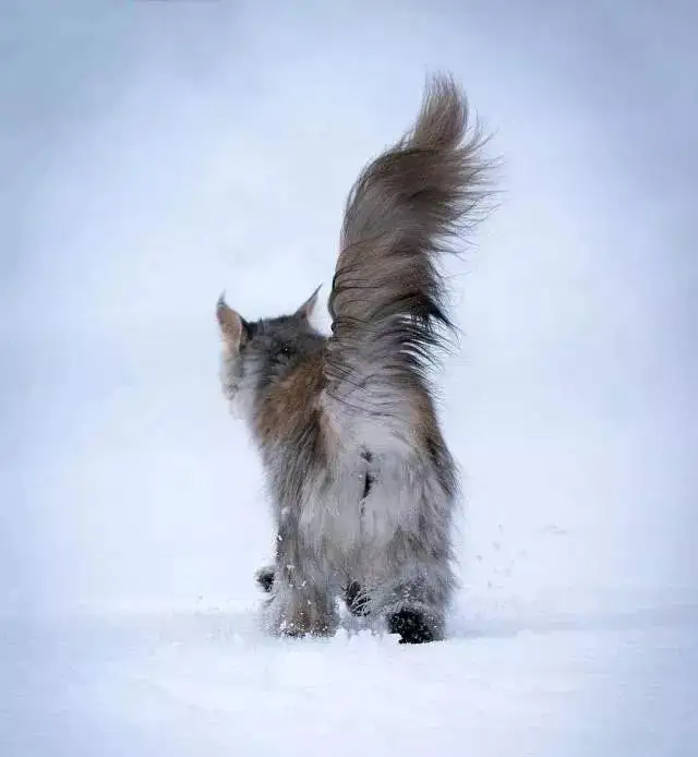 长毛长尾巴猫品种(长尾巴的猫是什么猫)