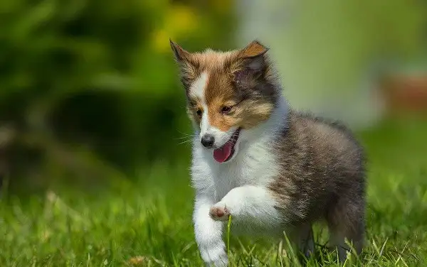 中型犬都有什么(中型犬有什么特点)