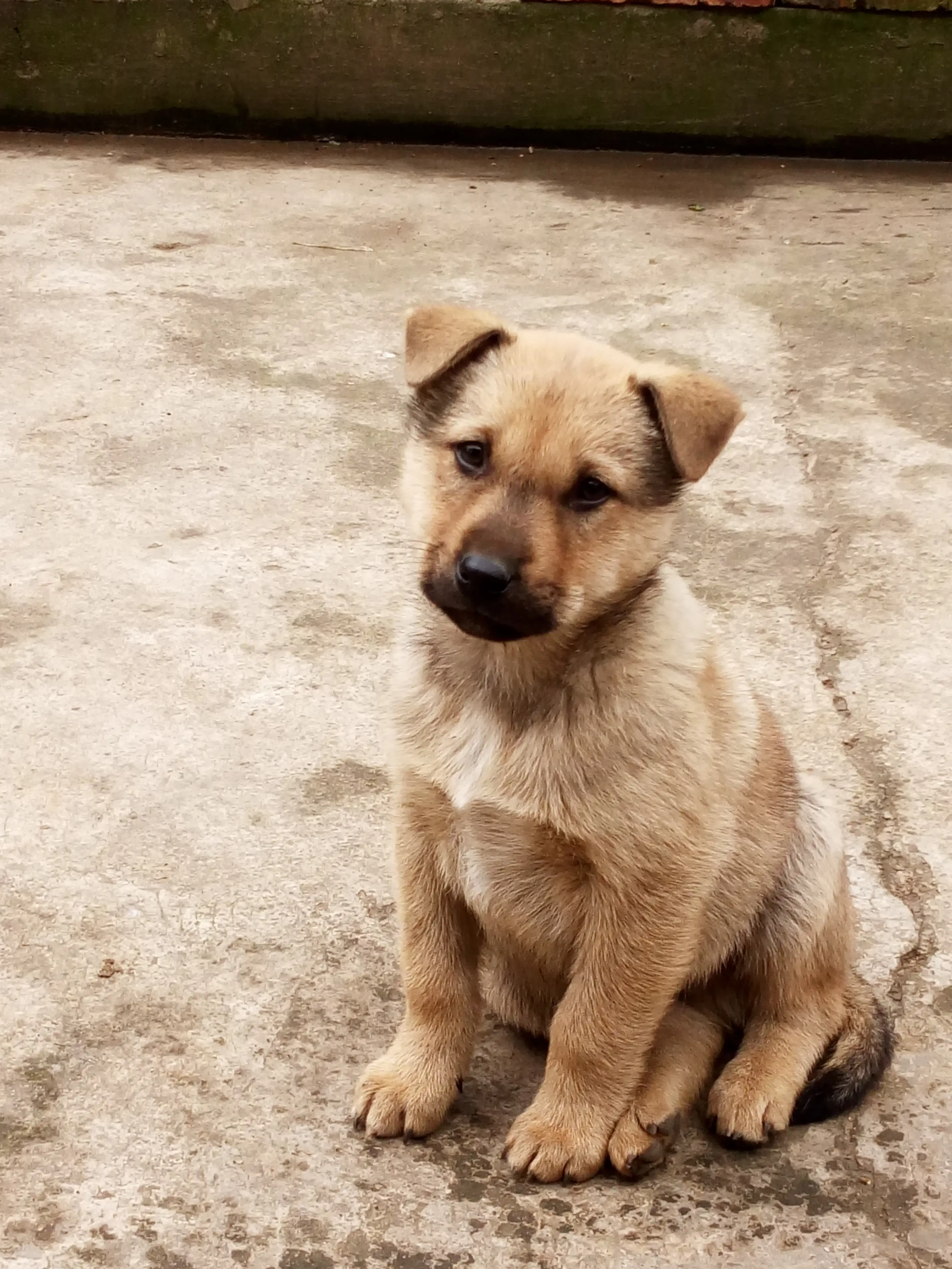 中华田园犬的种类(中华田园犬的种类大全图片)