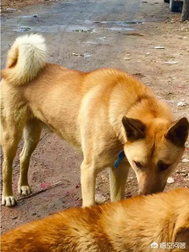 中华田园犬成犬(中华田园犬成犬价格)