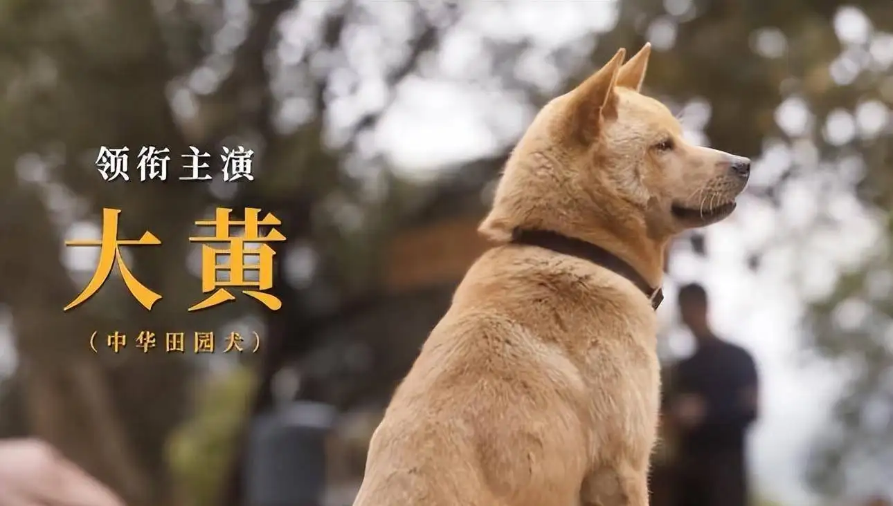 国版忠犬八公(国版忠犬八公观后感)